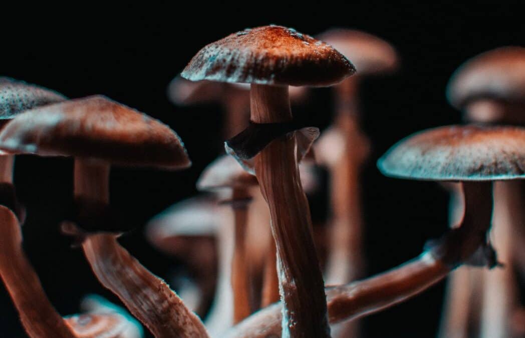magical mushrooms