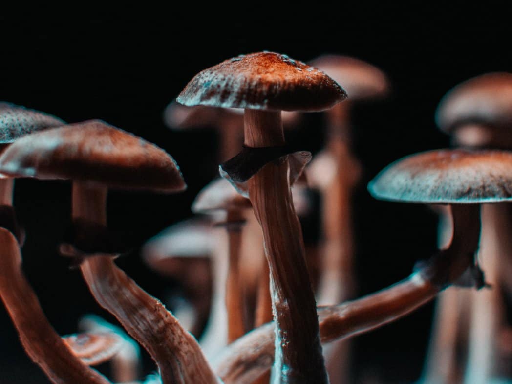 magical mushrooms