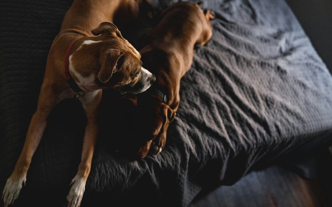Dogs